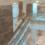 remembertreeinstall1web